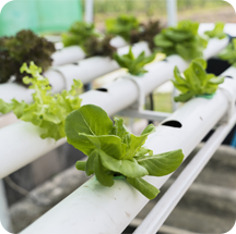Drip Irrigation Systems